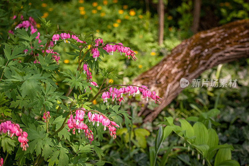 流血的心，(Lamprocapnos spectabilis)， Coeur de Marie或Cœur-de-Jeannette或Cœur-Saignant。